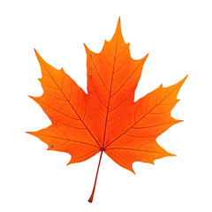 Obraz premium Vibrant Autumn Leaf