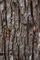 bark of a tree