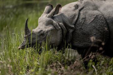 Close-up of Greater One-Horned Rhinoceros feeding by the wetlands in Chitwan National Park, Nepal