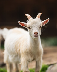 Front facing portrait of a baby goat.