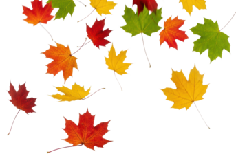 Vibrant red, orange, yellow, and green maple leaves falling and swirling with motion blur, sharp focus on a transparent studio background with copy space, celebrating autumn's beauty and motion