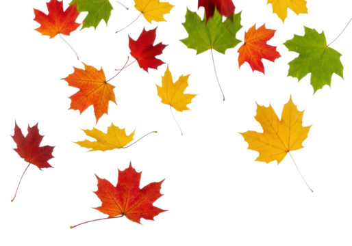Vibrant red, orange, yellow, and green maple leaves falling and swirling with motion blur, sharp focus on a transparent studio background with copy space, celebrating autumn's beauty and motion
