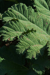 Fototapeta premium Giant-rhubarb or giant rhubarb (Gunnera manicata)