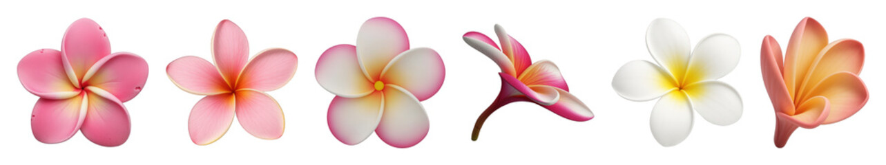Fototapeta premium Plumeria flower set including pink, white, yellow, and orange varieties isolated. Tropical design elements and botanical collection.