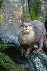 otter on a tree