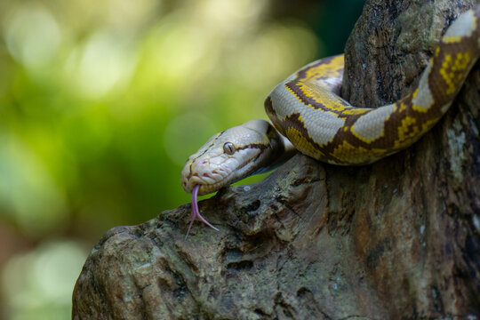 snake on the tree