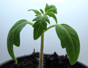 Young tomato seedling