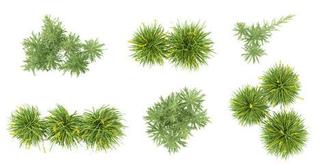 collection of Lomandra,melaleuca plants with transparent background from the top view
