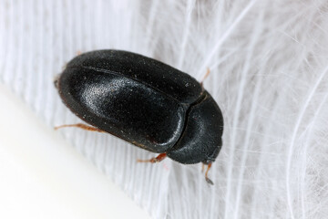 Black carpet beetle, Attagenus unicolor. Insect of family skin beetles, Dermestidae. A common pest in homes.