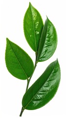 Obraz premium Close-up of vibrant green leaves on a stem