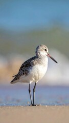 Obraz premium Shorebird stands on beach