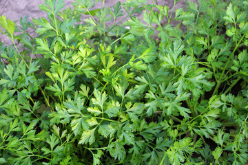 Parsley grows in open ground