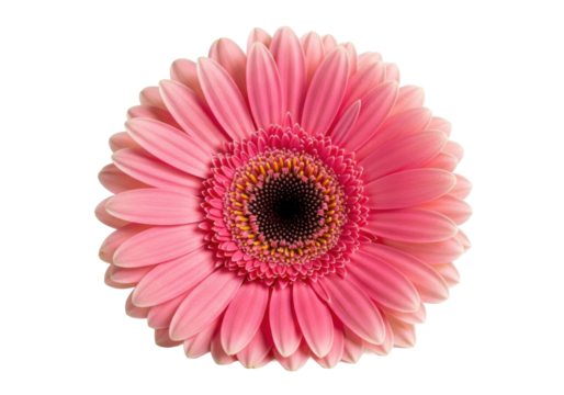 Vibrant pink Gerbera daisy, dark brown stamen, isolated on transparent studio background with soft diffused light, ample copy space, concept of natural elegance - Powered by Adobe