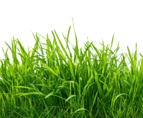 Growing lush grass in a green field nature view PNG, isolated on transparent background