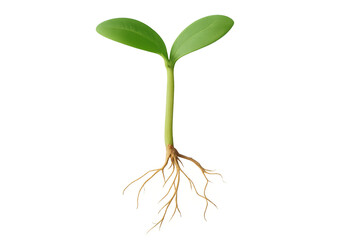 Fototapeta premium young green plant isolated