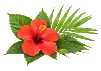Vibrant red hibiscus flower, green leaves, palm frond & bud, arranged on transparent background, high-key studio still life, showcasing tropical beauty and nature concept