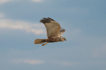 Western Marsh Harrier - Circus aeruginosus with spanned wings in flight with cloudy blue sky in background. Photo from Lubusz Voivodeship in Poland. Isolated.