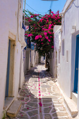 Parikia street with blooming bougainvillea tree