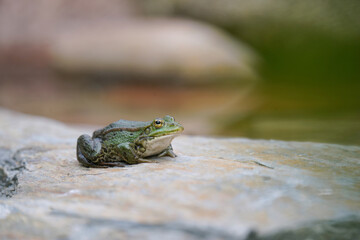 green frog on a stone