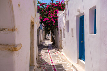Parikia street with blooming bougainvillea tree