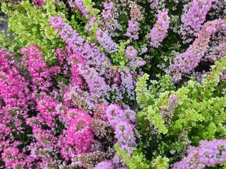 Fototapeta premium Beautiful heather blossoms background. Autumn flowers heather background, everlasting cemetery flower