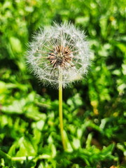 Fototapeta premium Closeup Dandelion Seedhead Macro in a Green Garden