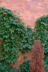 green leaves on a red brick wall