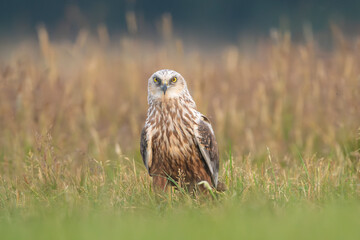 Western Marsh Harrier - Circus aeruginosus standing alert in a grassy field  with the blurred background. Photo from Lubusz Voivodeship in Poland. 