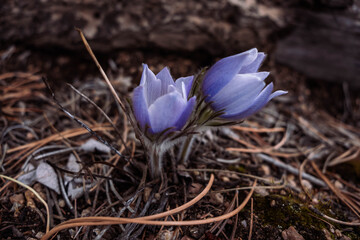 Delicate purple wildflowers blooming through dry forest floor with pine needles in early spring, close-up nature scene