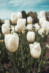 White tulips blooming in spring garden under blue sky, fresh floral scene with green leaves and soft natural light