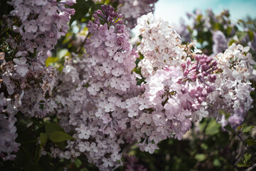 Blooming lilac flowers in spring garden with soft sunlight, close-up of delicate purple and white blossoms on branches