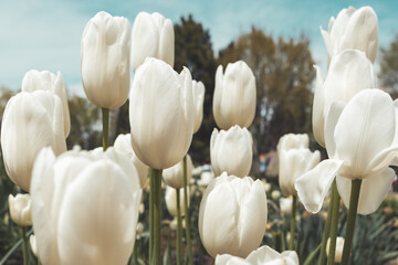 Close-up of blooming white tulips in spring garden under blue sky, fresh floral scene with soft natural light