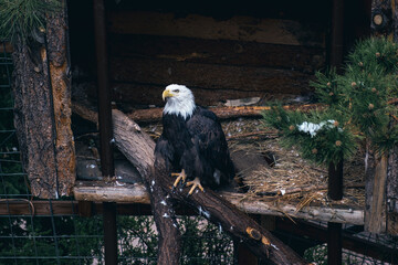 Bald eagle perched in wooden enclosure, majestic bird of prey with white head and dark feathers, wildlife conservation scene