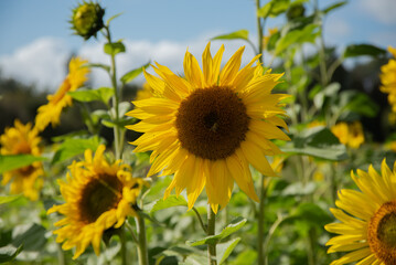 Close-up of a vibrant sunflower in full bloom under a sunny blue sky, surrounded by a lush green field of sunflowers.