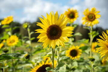 Fototapeta premium Close-up of a vibrant sunflower in full bloom under a sunny blue sky, surrounded by a lush green field of sunflowers.