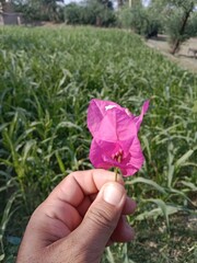 bougainvillea glabra choisy flower pattern with rain drops or lesser bougainvillea or paperflower with water drops 