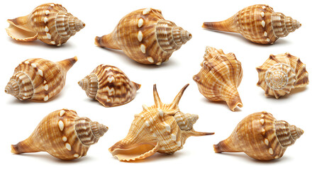 A triangular slice of chocolate cake with white frosting and a dollop, isolated on white background