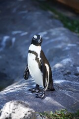 Fototapeta premium penguin on the rocks