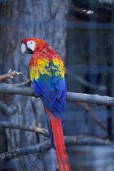 red and yellow macaw