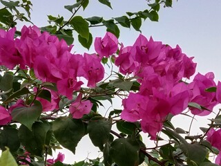 bougainvillea glabra choisy flower pattern with rain drops or lesser bougainvillea or paperflower with water drops 