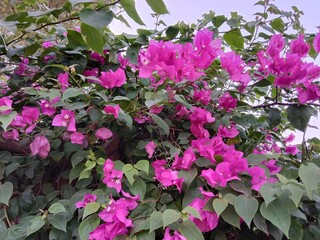 bougainvillea glabra choisy flower pattern with rain drops or lesser bougainvillea or paperflower with water drops 