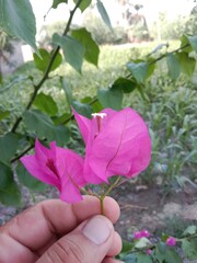 bougainvillea glabra choisy flower pattern with rain drops or lesser bougainvillea or paperflower with water drops 