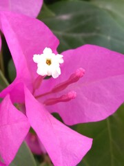 bougainvillea glabra choisy flower pattern with rain drops or lesser bougainvillea or paperflower with water drops 