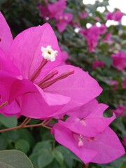 bougainvillea glabra choisy flower pattern with rain drops or lesser bougainvillea or paperflower with water drops 