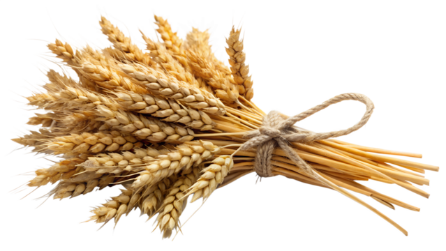 A tied bundle of wheat stalks, isolated on transparent background, showcasing the golden hues and texture of the harvested grain in a simple composition