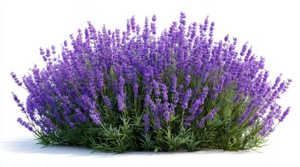 Obraz premium Charming lavender bush isolated on white background, displaying its delicate purple blooms and fresh green leaves