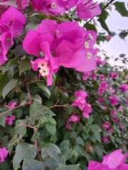 bougainvillea glabra choisy flower pattern with rain drops or lesser bougainvillea or paperflower with water drops 