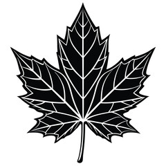 maple leaf vector on white background