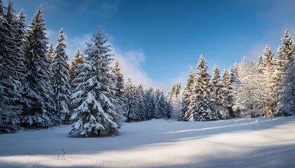 Fototapeta premium Winter Landscape With Snow Covered Firs In A Quiet Forest