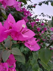 bougainvillea glabra choisy flower pattern with rain drops or lesser bougainvillea or paperflower with water drops 